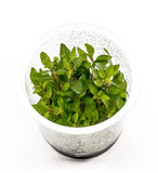ADA Staurogyne repens IC030