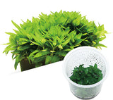 ADA Staurogyne repens IC030