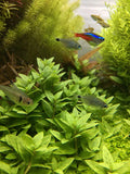 ADA Staurogyne repens IC030