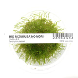 ADA Java Moss Taxiphyllum barbieri IC812