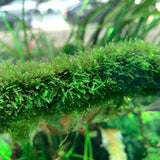 ADA Java Moss Taxiphyllum barbieri IC812
