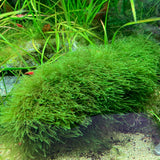 ADA Java Moss Taxiphyllum barbieri IC812