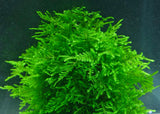 ADA peacock moss Taxiphyllum peacock moss IC808