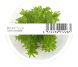 ADA Broadleaf Sun Tonina fluviatilis IC464