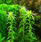 ADA Broadleaf Sun Tonina fluviatilis IC464