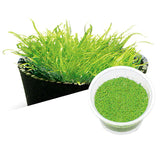 ADA Utricularia graminifolia IC205