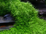 ADA Utricularia graminifolia IC205