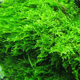 ADA Christmas Moss Vesicularia montagnei IC809