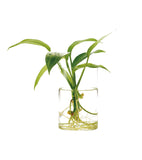 DOOA GLASS POT MARU #151-301