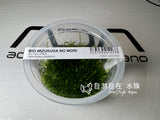ADA Pearl Moss Callicostella prabhaktina IC802