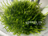 ADA Pearl Moss Callicostella prabhaktina IC802