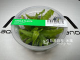 ADA Adelae Felt Moss (for amphibious tanks) Drosera adelae IC372