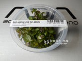 ADA 紅唇丁香 Ludwigia senegalensis IC441