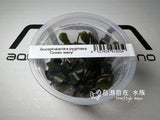 ADA Bucephalendra Green wavy IC179