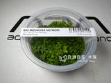ADA Dwarf Pearl Micranthemum Monte Carlo IC029