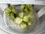 ADA Snow flake Anubias barteri var.nana 'Snow flake' IC126
