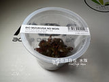 ADA Alternanthera reineckii 'Mini' IC408