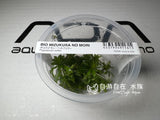 ADA Fountain Sun Pogostemon helferi IC035