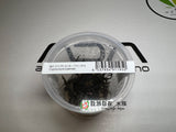 ADA Cryptocoryne balansae IC098