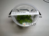 ADA Broadleaf Sun Tonina fluviatilis IC464