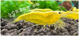 Golden Back Shrimp