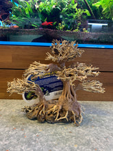 Zoo med 手工樹/巴西樹(M) Dragon Bonsai Tree #DBT-M