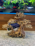 Zoo med handmade tree/Brazilian tree (M) Dragon Bonsai Tree #DBT-M