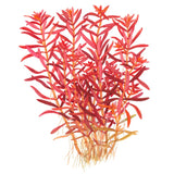 032D TC 血紅宫廷 Rotala rotundifolia 'Blood Red'