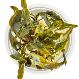 109D TC Cryptocoryne wendtii 'Mi Oya'