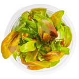 147 TC Lysimachia parvifolia ‘Red’