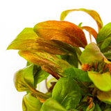 147 TC Lysimachia parvifolia ‘Red’