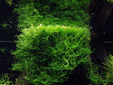 003 POR Java Moss Taxiphyllum barbieri