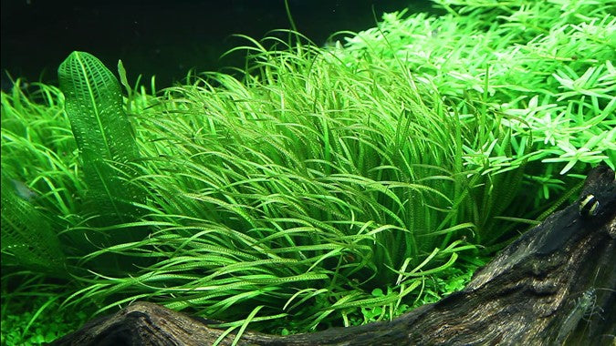 057 TC 日本簣藻 Blyxa japonica