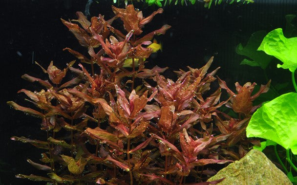 032 TC Red Butterfly Rotala macrandra