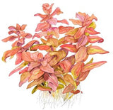 032 TC Red Butterfly Rotala macrandra