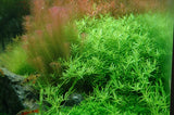 033A TC 綠宮廷 Rotala rotundifolia 'Green'