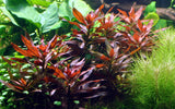 035A 大紅葉 Ludwigia glandulosa