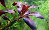 035A 大紅葉 Ludwigia glandulosa