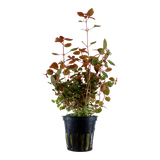 035B 超紅水丁香 Ludwigia palustris 'Super Red'