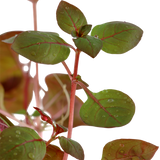 035B 超紅水丁香 Ludwigia palustris 'Super Red'