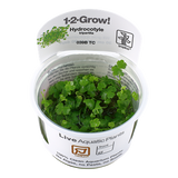 039B TC Japanese coriander Hydrocotyle tripartita