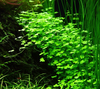 039B TC Japanese coriander Hydrocotyle tripartita