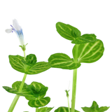 045 迷你虎耳 Lindernia rotundifolia