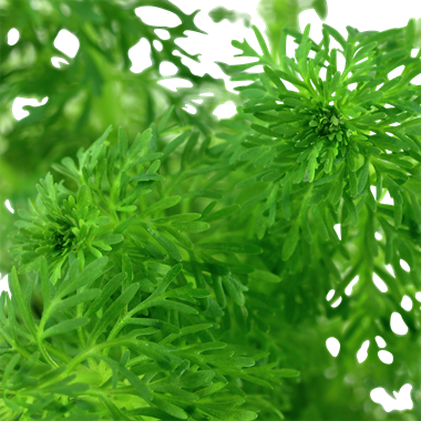 047 MP 菊藻 Limnophila sessiliflora