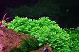 049G TC South American Staurogyne repens