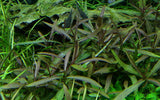 051B TC 紫紅針葉柳 Hygrophila lancea 'Araguaia'