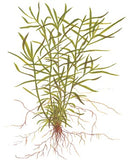 096 TC 小竹葉 Heteranthera zosterifolia