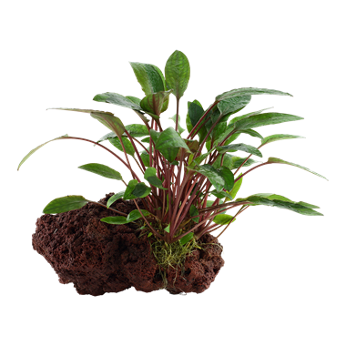 108A YLS 咖啡椒草連石 Cryptocoryne beckettii 'Petchii' rooted on lava stone