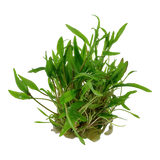 109 TC 綠溫蒂椒草Cryptocoryne wendtii"Green"