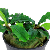 139 Bucephalandra pygmaea 'Wavy Green'